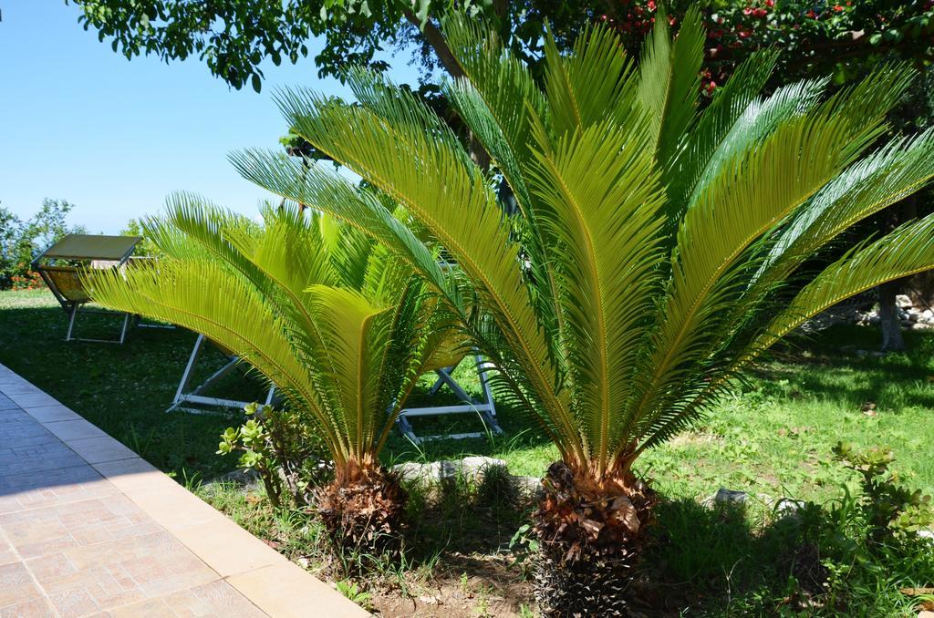 Guest House Belvedere Tropea Exterior photo